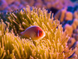 Photo: Tropical fish Pink clownfish Tropical fish Pink clownfish