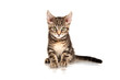Junge Maine Coon