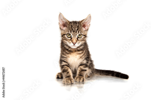 Photo: Junge Maine Coon Junge Maine Coon