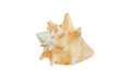 Sea shell