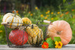 Pumpkins - Kürbisse