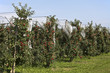 Apfelbaumplantage