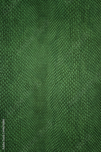 Photo: snake skin snake skin