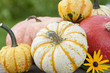 Pumpkins - Kürbisse