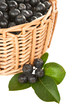 Chokeberry.