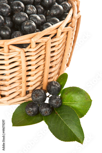 Photo: Chokeberry. Chokeberry.