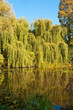 Willow trees by lake