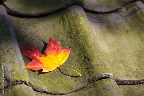 Photo: Colorful autumn leaf on a roof Colorful autumn leaf on a roof