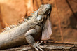 Leguan