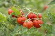 Photo: Culture de tomates Culture de tomates