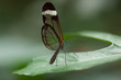 Schmetterling