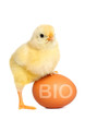 Baby chicken with bio egg