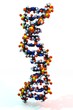 3D DNA Model (no legitimate structure model)