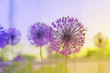 Flowering Onion