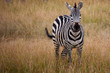 african zebras