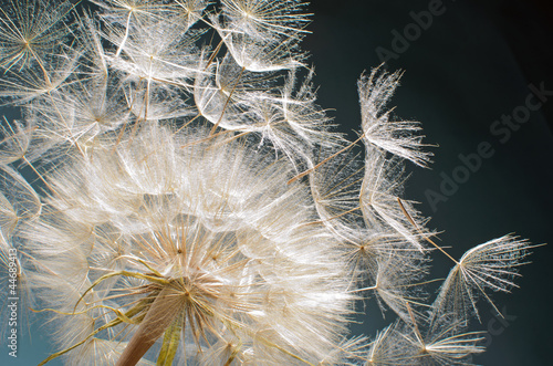 Photo: Pusteblume: Ich wünsche uns ...... Pusteblume: Ich wünsche uns ......