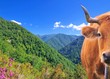 Vaca en el bosque de Muniellos, Asturias.
