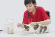 Photo: Asian female veterinarian cleaning cat's ear with cotton swab against gray background Asian female veterinarian cleaning cat's ear with cotton swab against gray background