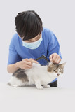 Photo: Female veterinarian examining cat's ear with an otoscope device against gray background Female veterinarian examining cat's ear with an otoscope device against gray background