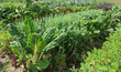 Organic Vegetable Garden