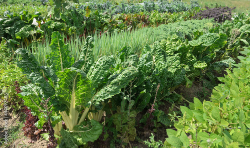 Photo: Organic Vegetable Garden Organic Vegetable Garden