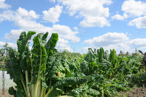 Photo: Organic Vegetable Farm Organic Vegetable Farm