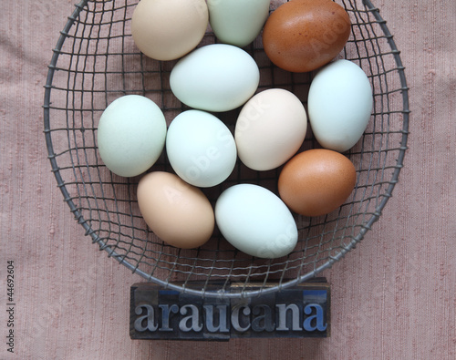Photo: naturally colored eggs of Araucana hens with word naturally colored eggs of Araucana hens with word
