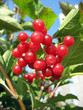 Viburnum bunch against green leaves background