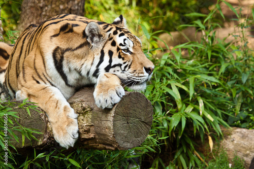 Fototapeta Sibirischer Tiger (Panthera tigris altaica)
