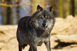 Timberwolf oder Amerikanischer Grauwolf (Canis lupus lycaon)