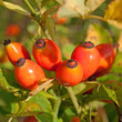 Hagebutten - Rosa canina
