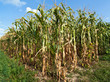 Corn field in a sunny autumn day