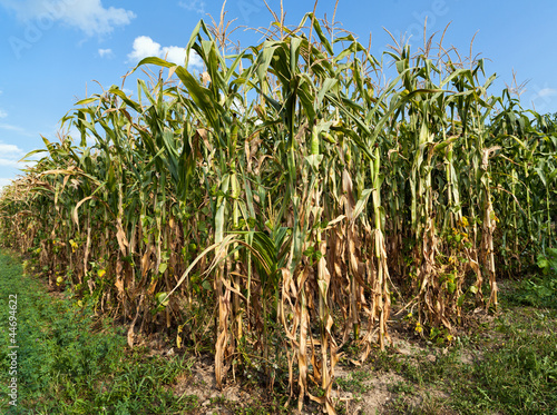 Photo: Corn field in a sunny autumn day Corn field in a sunny autumn day