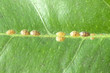 Schildlaeuse, Coccoidea