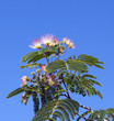 Schlafbaum, Albizia julibrissin