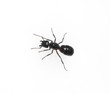 Schwarze Rossameise, Camponotus herculeanus
