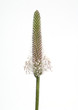 Spitzwegerich, Plantago Lanceolata