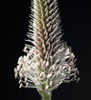 Spitzwegerich, Plantago Lanceolata