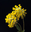 Wundklee, Anthyllis vulneraria