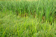 Green grass in the swamp
