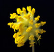 Wundklee, Anthyllis vulneraria