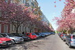 Kirschblütenallee