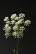 Anis; Pimpinella anisum; Anisbluete