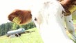 Video: Snooping calf Snooping calf