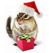 Photo: Chipmunk in red Santa Claus hat with gift box Chipmunk in red Santa Claus hat with gift box