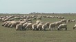 Moutons de prés salés dans la baie de Somme