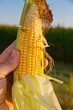 Maiskolben in der Hand eines Landwirtes