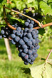 Blaue Weintrauben am Rebstock