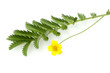 Gaensefingerkraut; Potentilla anserina