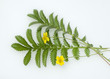 Gaensefingerkraut; Potentilla anserina